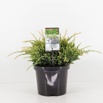 Juniperus squamata holger 35 cm - Warentuin natuurlijk