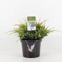 Juniperus squamata holger 35 cm - Warentuin natuurlijk Juniperus squamata holger 35 cm - Warentuin natuurlijk