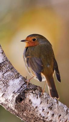 Roodborst berk 70x130cm Tuinschilderij - Customize it