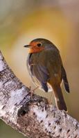 Roodborst berk 70x130cm Tuinschilderij - Customize it