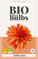 Dahlia jablou bio JUB 1 bloembol - Jub