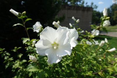 Hibiscus
