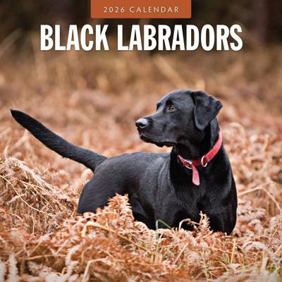 Labrador Retriever Zwart Kalender 2026