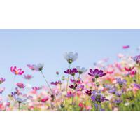 Inductiebeschermer - Pastelflowers - 95x55 cm