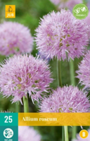 Allium roseum - Jub