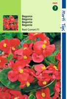 Begonia Semp. F1 Hybride Rode Komeet - Hortitops