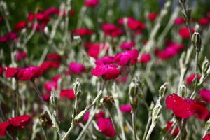Brandende liefde / Koekoeksbloem