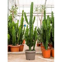 Euphorbia Cactus Erytrea L 210 cm kamerplant