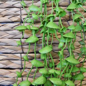 Erwten kunst hangplant 60cm - groen