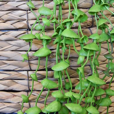 Erwten kunst hangplant 60cm - groen