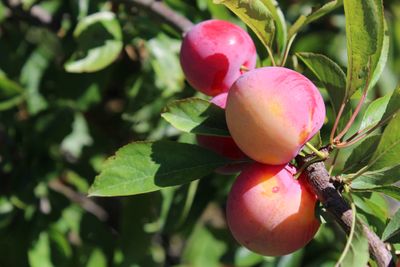 Leipruimenboom &apos;Victoria&apos;
