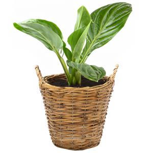 Planten/bloemen mand Cuba - rotan - lichtbruin - D29 x H26 cm - plantenpot voor buiten