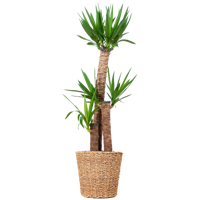 Yucca XL met Torun mand - 125cm - Ø24