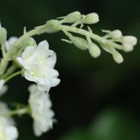 Delphinium Kunsttak 85cm Creme
