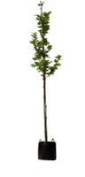 Platanenboom Platanus hispanica h 250 cm st. omtrek 8 cm - Warentuin Natuurlijk