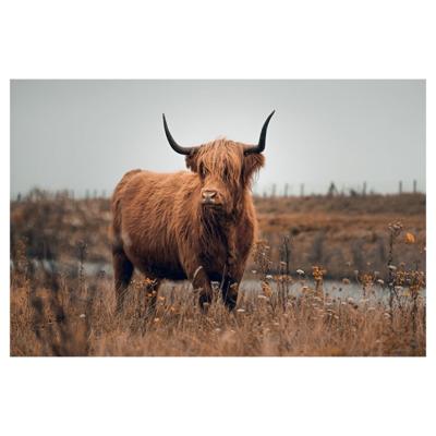 Glasschilderij - Hooglander - 120 x 80 cm Glasschilderij - Hooglander - 120 x 80 cm