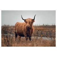 Glasschilderij - Hooglander - 120 x 80 cm