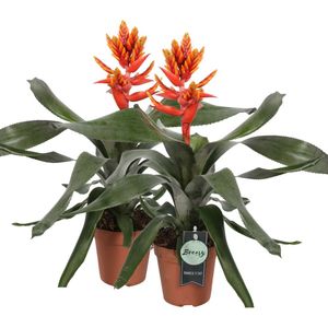 Aechmea pepita "Elegant Flames" 2 stuks