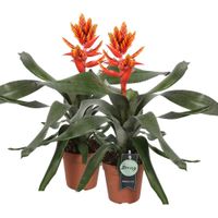 Aechmea pepita "Elegant Flames" 2 stuks - thumbnail