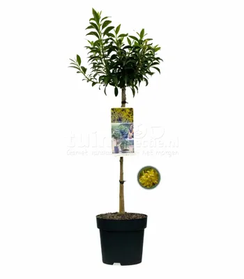 Chinees Klokje 'Nimbus'