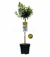 Chinees Klokje 'Nimbus'