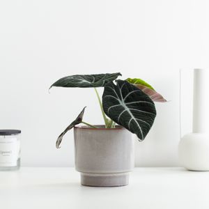 Alocasia Reginula Black Velvet - P12