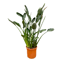 Strelitzia Reginae XL - 160cm - ⌀30 Strelitzia Reginae XL - 160cm - ⌀30