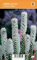 Vips Liatris spicata Floristan Weiss - Lampepoetser