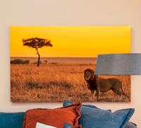 Andere dieren schilderij op canvas Wilde savanneboom in de avond
