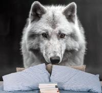 Dieren fotobehang Witte wolf