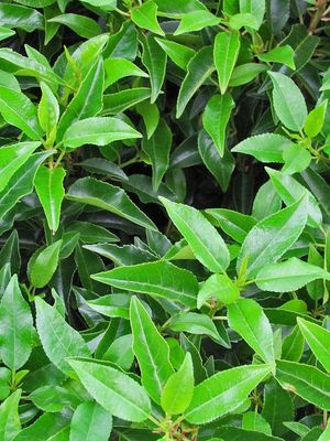 Portugese laurier haag