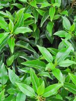 Portugese laurier haag