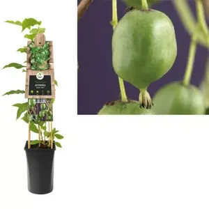 Klimplant Actinidia arguta Issai - Mini Kiwi