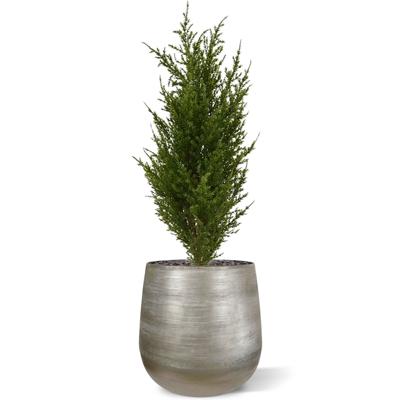 Conifeer boeket 56 cm