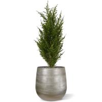 Conifeer boeket 56 cm
