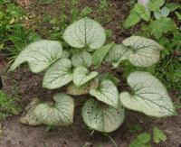 Brunnera macrophylla Jack Frost Samplant - Samplant