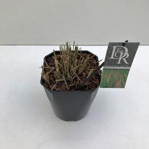 Prachtriet (Miscanthus sinensis "Flamingo") siergras - In 5 liter pot - 1 stuks