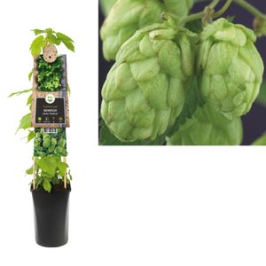 Klimplant Humulus Lupulus 75 cm - Van der starre