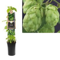 Klimplant Humulus Lupulus 75 cm - Van der starre Klimplant Humulus Lupulus 75 cm - Van der starre