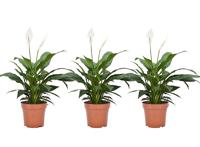 Set van 3 Spathiphyllum - 'lepelplanten' - thumbnail