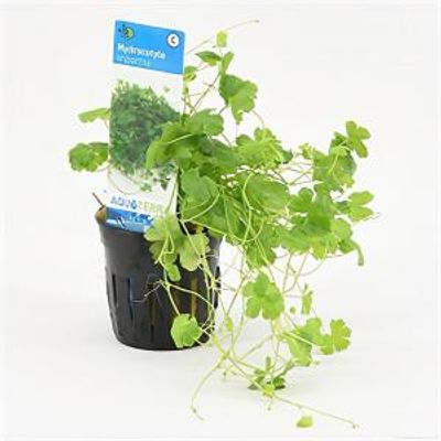 Hydrocotyle tripartita - 6 stuks - aquarium plant