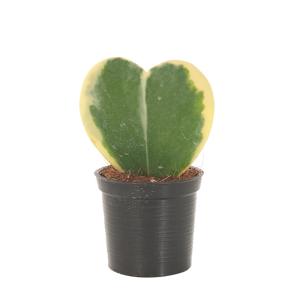 Hoya Kerrii Variegata (Hartjesplant) - P 6 cm