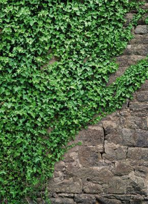 Klimop 4-delig Fotobehang 184x254cm