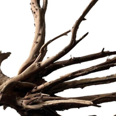 Black spiderwood medium - Aquadistri