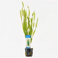 Vallisneria asiatica - 6 stuks - aquarium plant - thumbnail