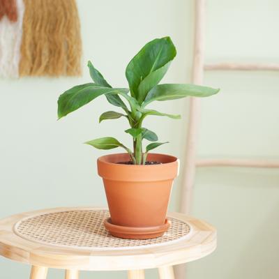 plantje.nl Musa Tropicana, Bananenplant, Groen, Grote bladeren, Produceert geen bananen in de huiskamer, Exotische sfeer, Snelle groeier, Geschikt