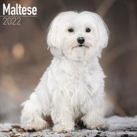 Kalender 2025 Malteser Terrier - thumbnail