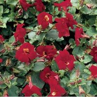 Rode maskerbloem (Mimulus “Bonfire red”) moerasplant - 6 stuks