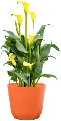 TS Collection Bloempot Palermo 13x12 cm Koraal