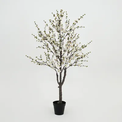 Prunusplant 100x100x180cm wt